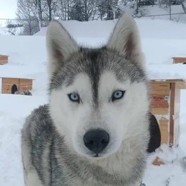 Randonnée en Chiens de Traîneau à La Pierre Saint-Martin