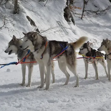 Randonnée en Chiens de Traîneau à La Pierre Saint-Martin