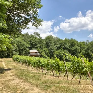 Nuit en Cabane Perchée près de Bordeaux