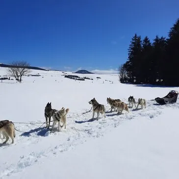Balade en Chiens de Traîneau près de Valence