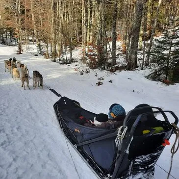 Balade en Chiens de Traîneau près de Valence