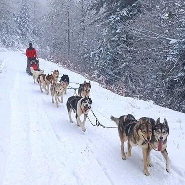 Balade en Chiens de Traîneau près de Valence