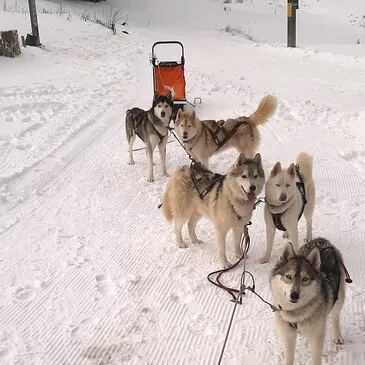 Balade en Chiens de Traîneau près de Valence