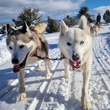 Randonnée en Chiens de Traîneau - Cambre-d'Aze près de Font-Romeu