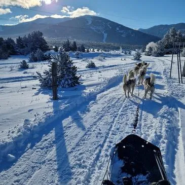 Randonnée en Chiens de Traîneau - Cambre-d'Aze près de Font-Romeu
