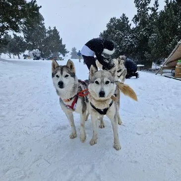 Randonnée en Chiens de Traîneau - Cambre-d'Aze près de Font-Romeu