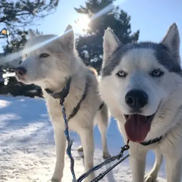 Randonnée en Chiens de Traîneau - Cambre-d'Aze près de Font-Romeu