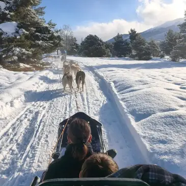 Randonnée en Chiens de Traîneau - Cambre-d'Aze près de Font-Romeu
