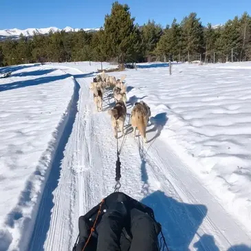 Randonnée en Chiens de Traîneau - Cambre-d'Aze près de Font-Romeu