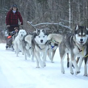 Balade en Chiens de traîneau près de Barcelonnette