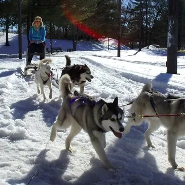 Balade en Chiens de traîneau près de Barcelonnette