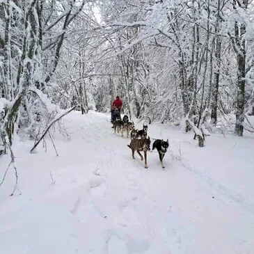 Balade en Chiens de traîneau près de Barcelonnette