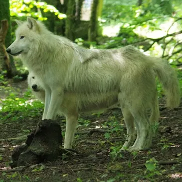 Dormir avec les Loups au Zoo de Cerza à Lisieux
