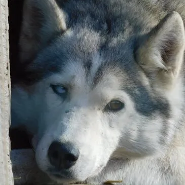 Balade en Chiens de Traîneau près de Clermont-Ferrand