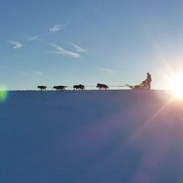 Balade en Chiens de Traîneau près de Clermont-Ferrand