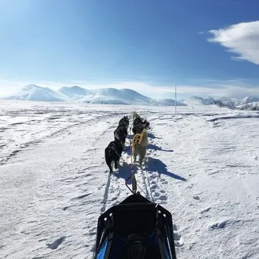 Balade en Chiens de Traîneau près de Clermont-Ferrand