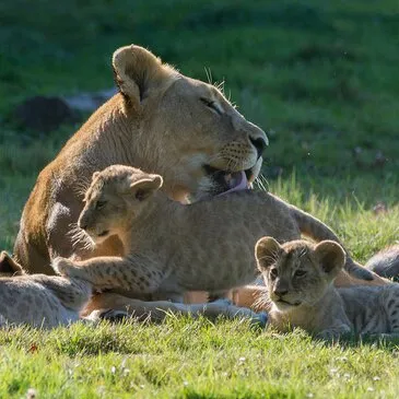 Dormir avec les Lions à la Lumigny Safari Réserve