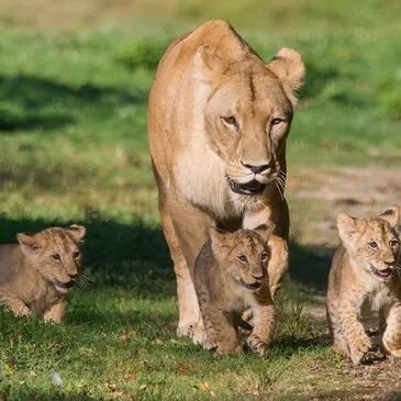 Dormir avec les Lions à la Lumigny Safari Réserve