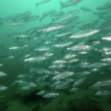 Baptême de Plongée à Noirmoutier