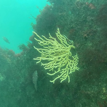 Baptême de Plongée à Noirmoutier