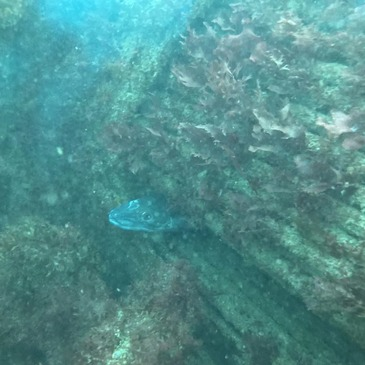 Baptême de Plongée à Noirmoutier