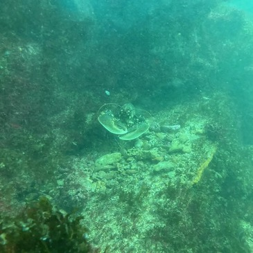 Baptême de Plongée à Noirmoutier