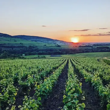 Visite et Dégustation de Vin près de Beaune