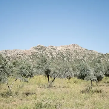 Atelier Fabrication d'Huile D'Olive dans les Alpilles