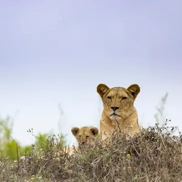 Nuit en Lodge au Bioparc Zoo à Doué-la-Fontaine près d'Angers