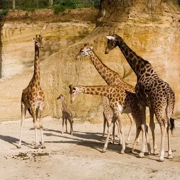 Nuit en Lodge au Bioparc Zoo à Doué-la-Fontaine près d'Angers