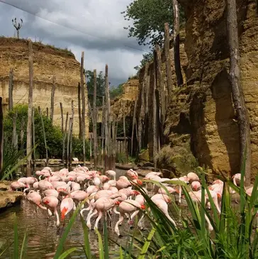 Nuit en Lodge au Bioparc Zoo à Doué-la-Fontaine près d'Angers