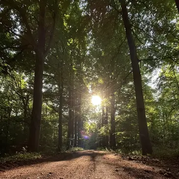 Cabane dans les Arbres à Saint-Germain-des-Essourts