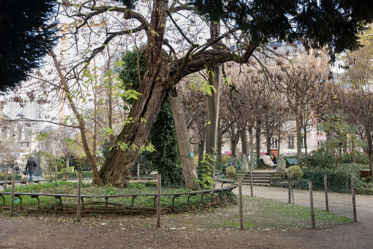 Le plus vieil arbre de Paris (Square Viviani)