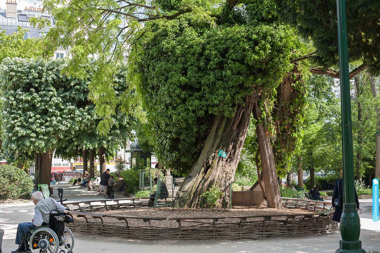 Le plus vieil arbre de Paris (Square Viviani)