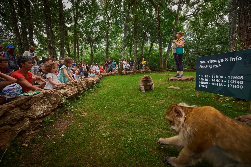 La Forêt des Singes