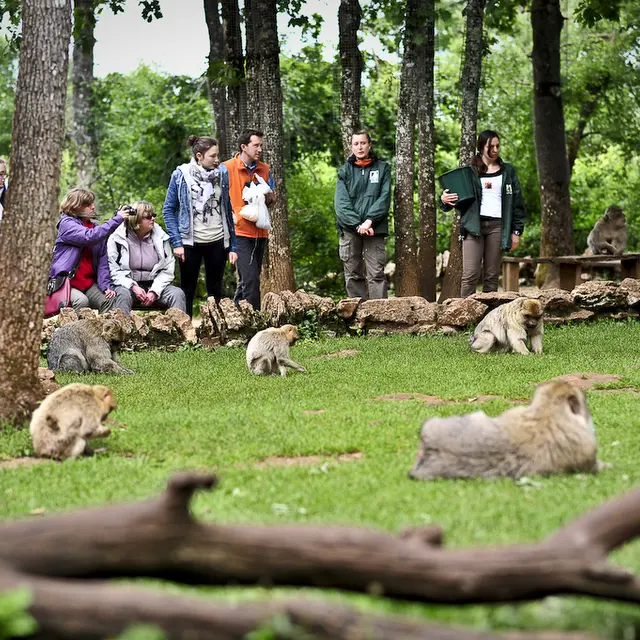 La Forêt des Singes
