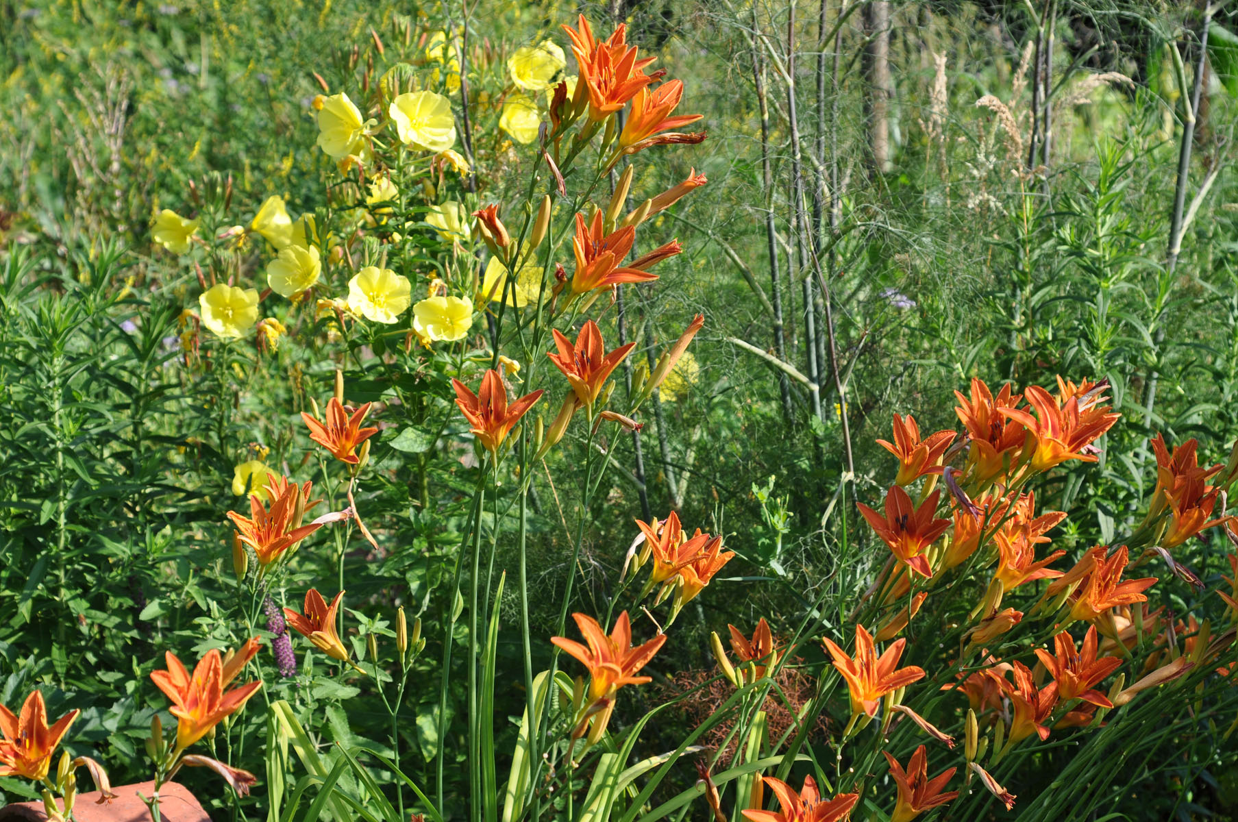 Les Jardins de l'Albarède