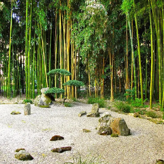 Jardin les Bambous de Planbuisson