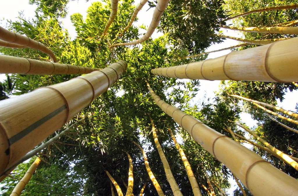 Jardin les Bambous de Planbuisson