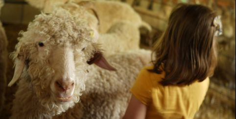 La Ferme des 4 Vents