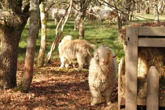 La Ferme des 4 Vents