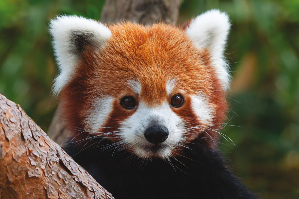 Réserve Zoologique de Calviac