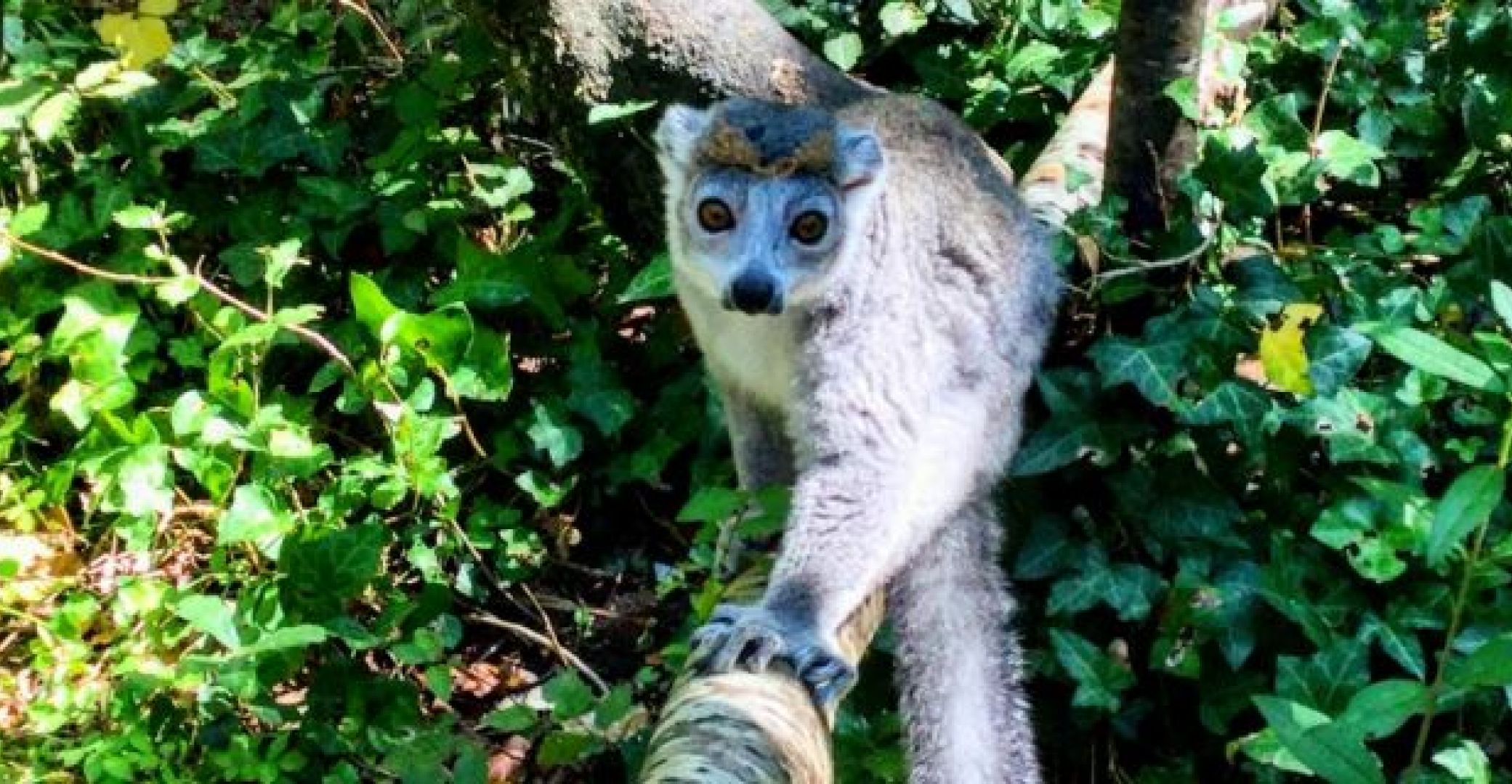 Réserve Zoologique de Calviac