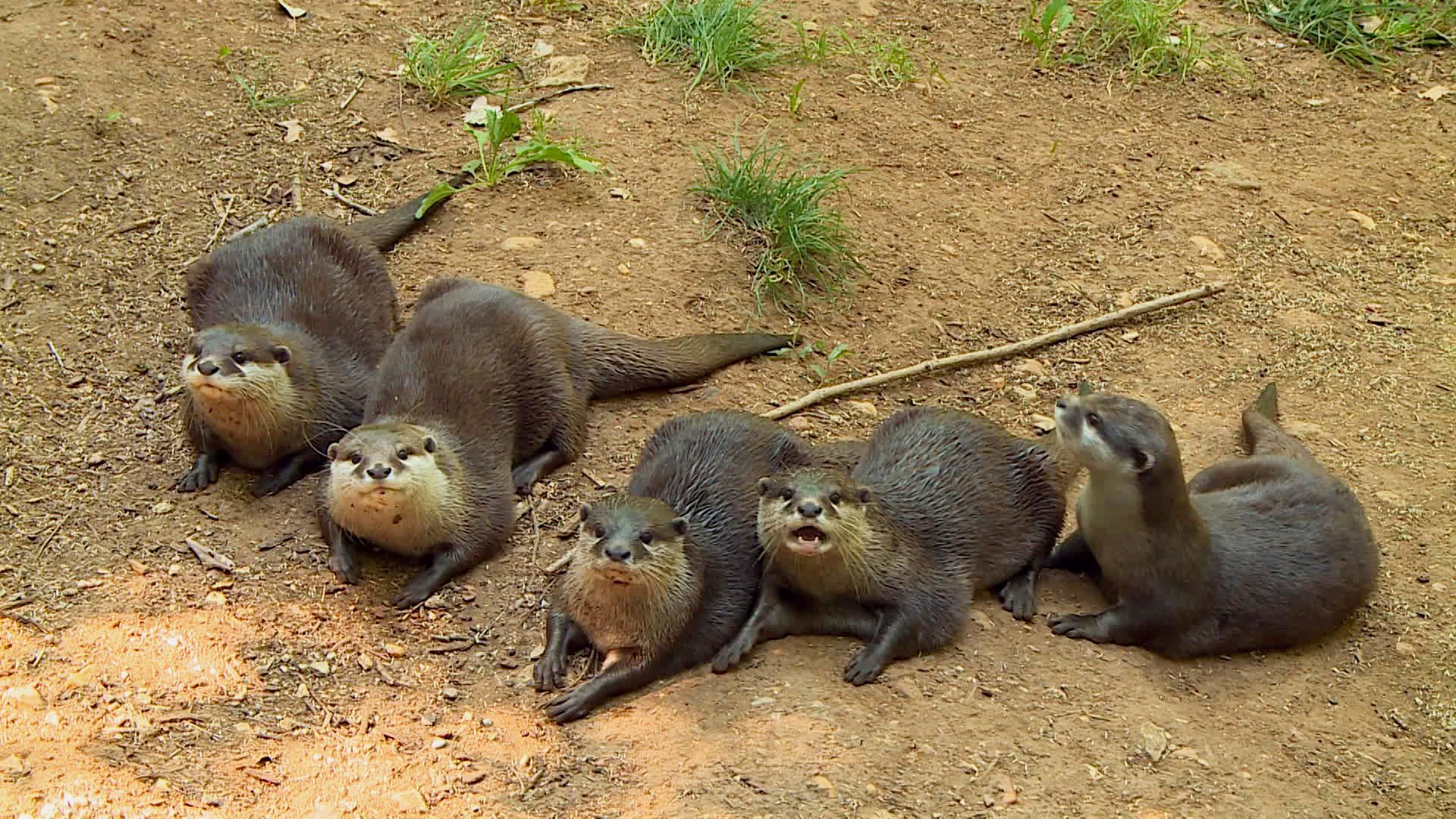 Réserve Zoologique de Calviac