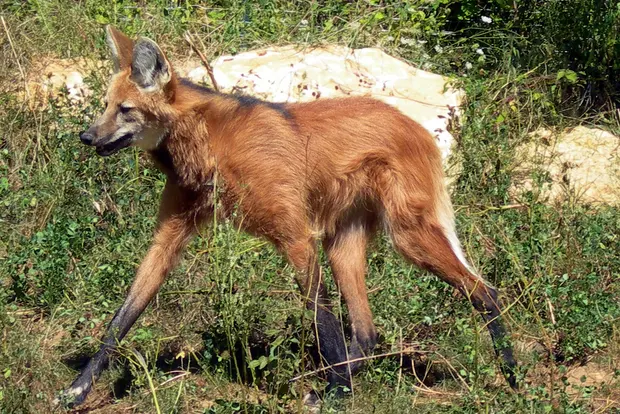 Réserve Zoologique de Calviac