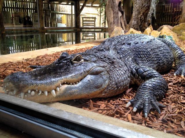 Aquarium du Périgord Noir - Univerland Le Bugue