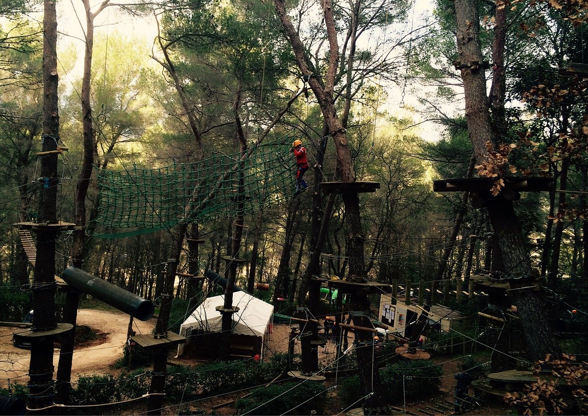 Le Royaume des Arbres Auriol