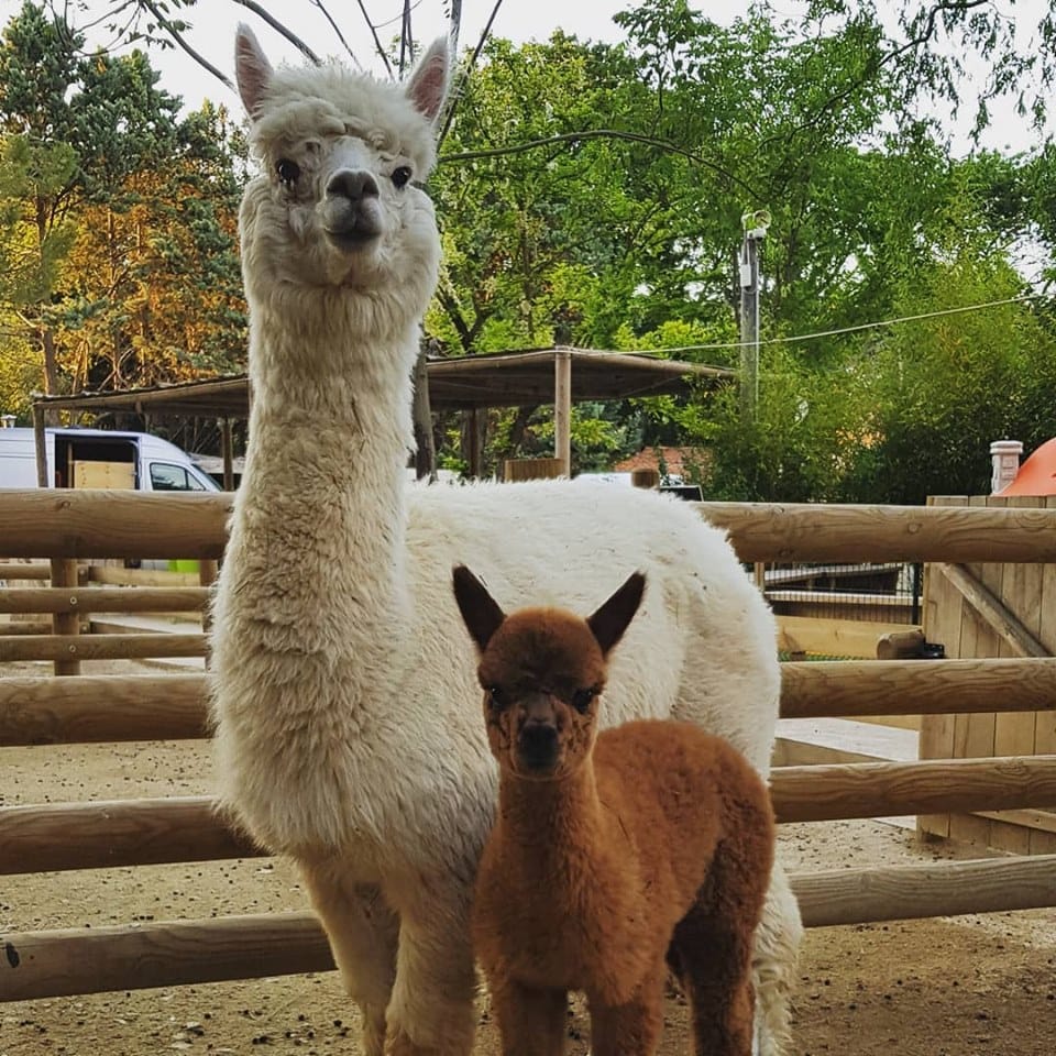 Ferme animalière d'Auriol
