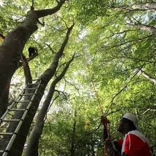 Sambala et Baobab
