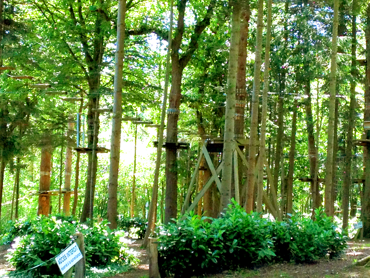 Forest Adventure